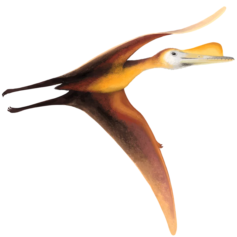 Aurorazhdarcho