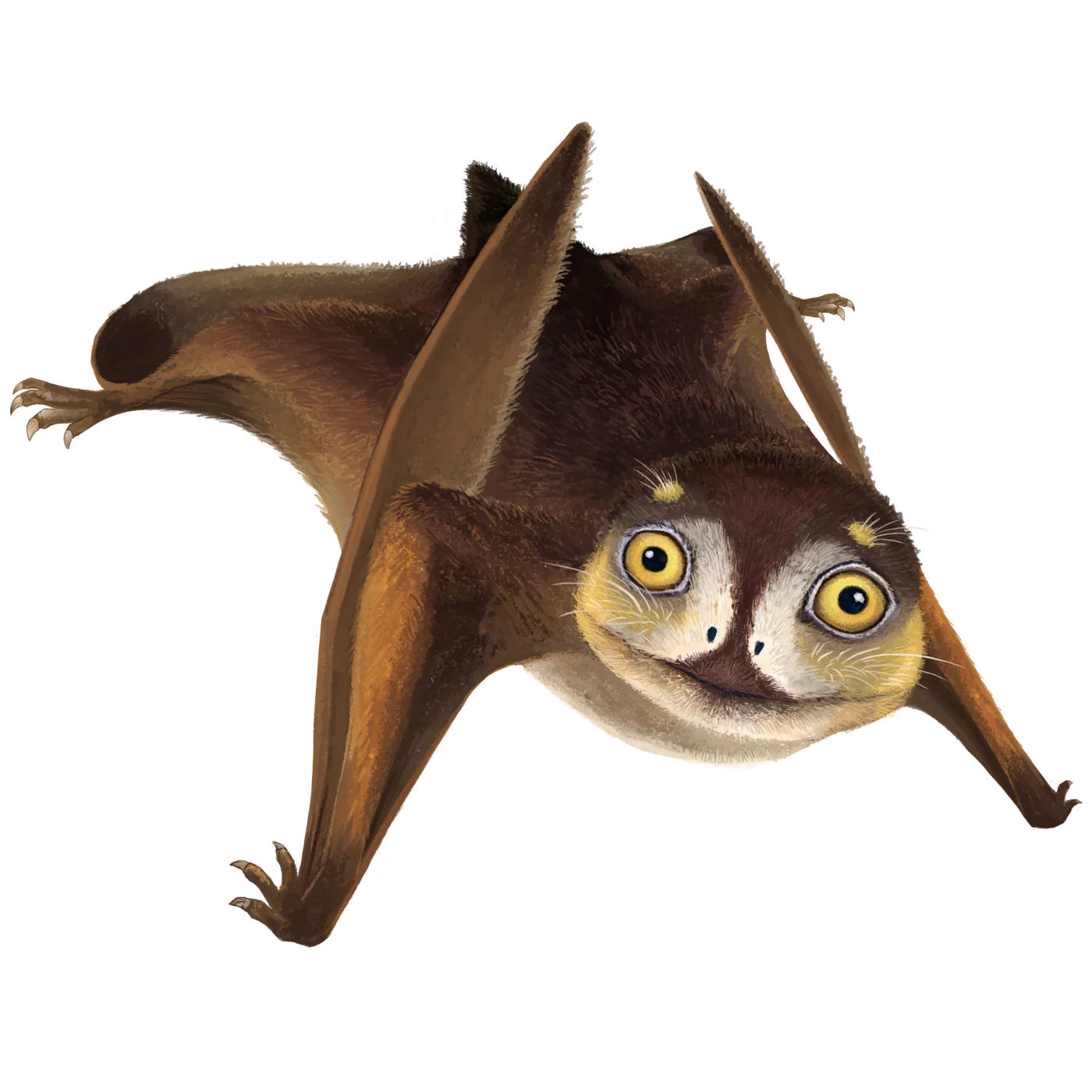 Sinuiju Anurognathid