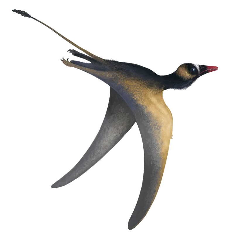 Jianchangopterus