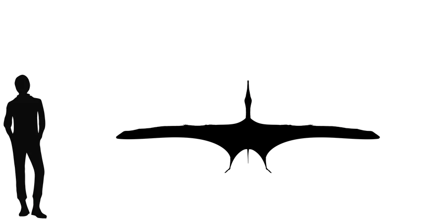Yixianopterus wingspan comparison