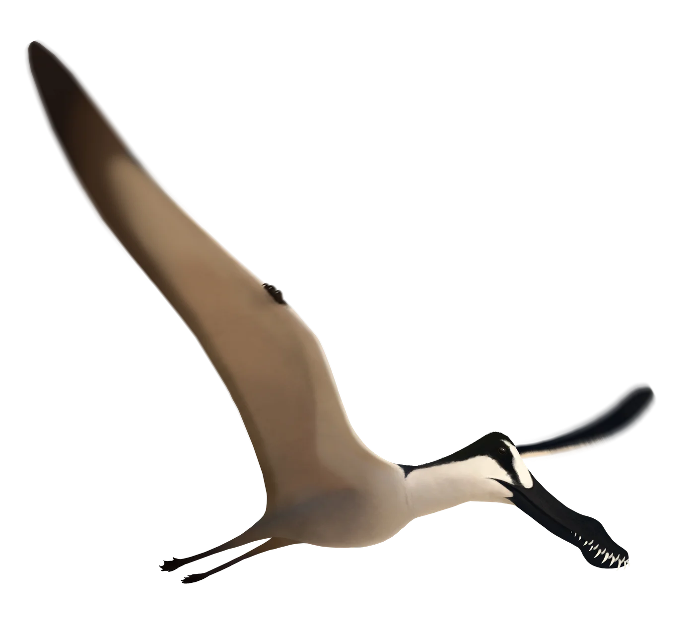 Araripesaurus