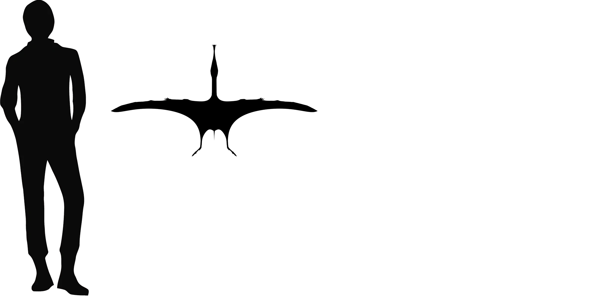 Ctenochasma wingspan comparison