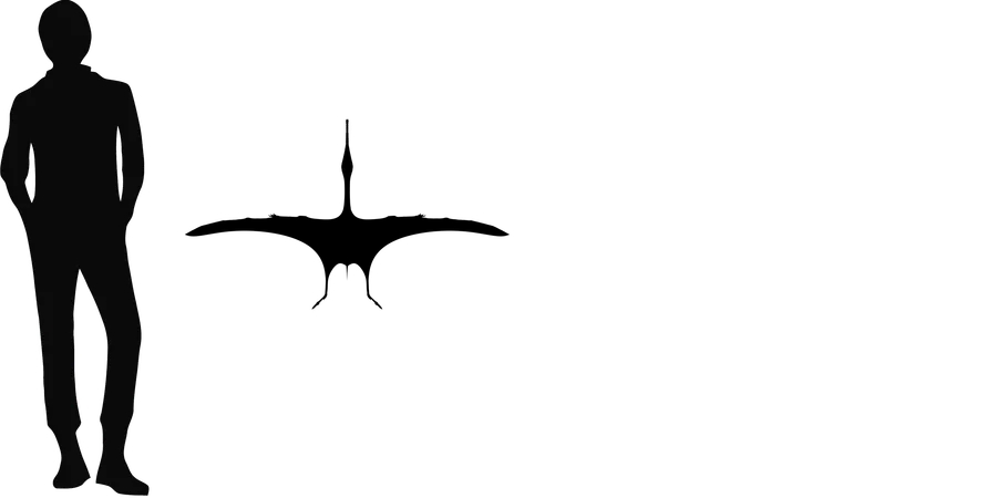 Beipiaopterus wingspan comparison
