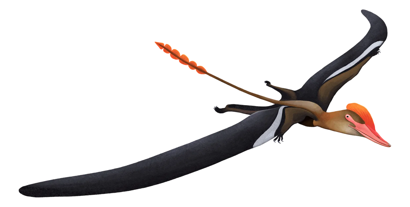 Archaeoistiodactylus