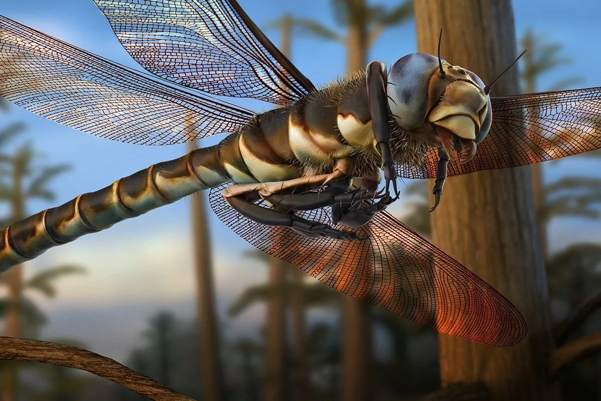 Meganeuropsis in flight