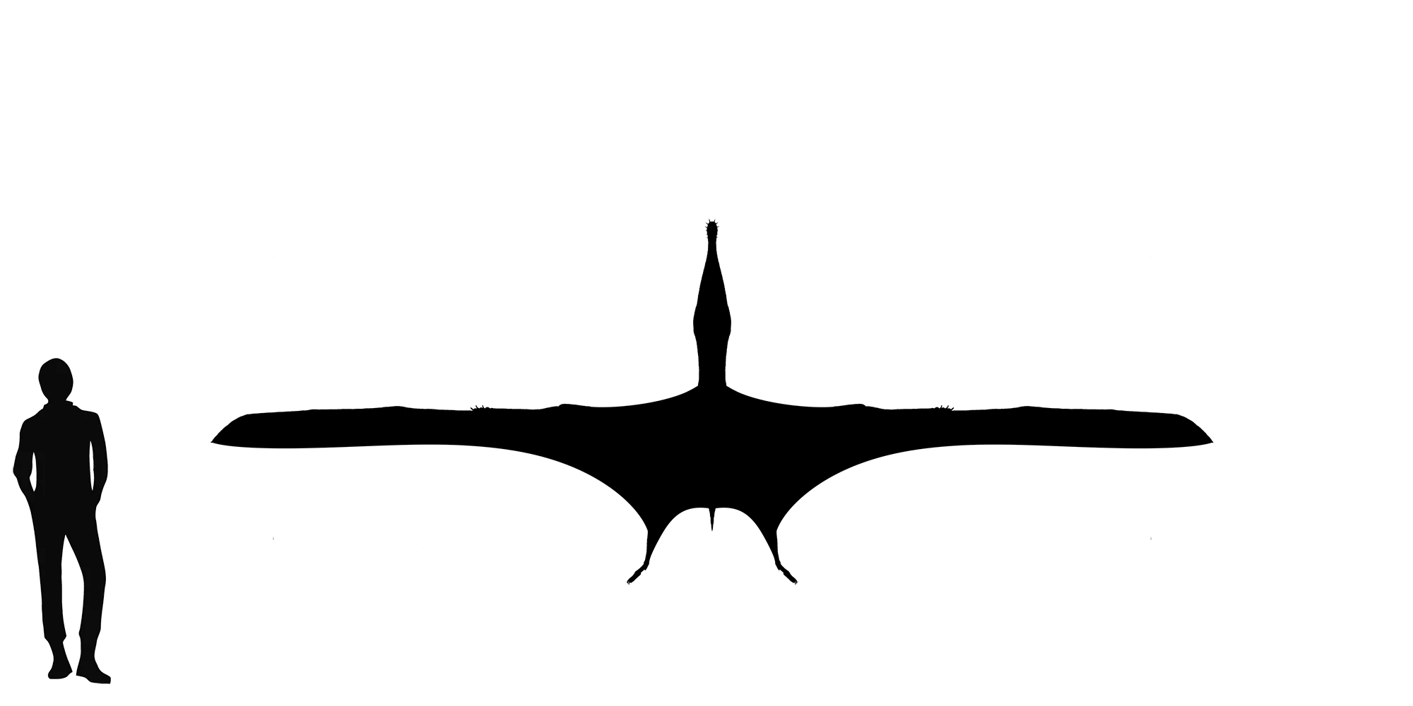Santanadactylus wingspan comparison