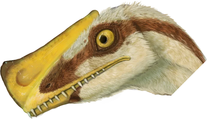 Austriadactylus head and crest