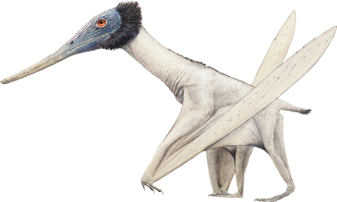 Gladocephaloideus