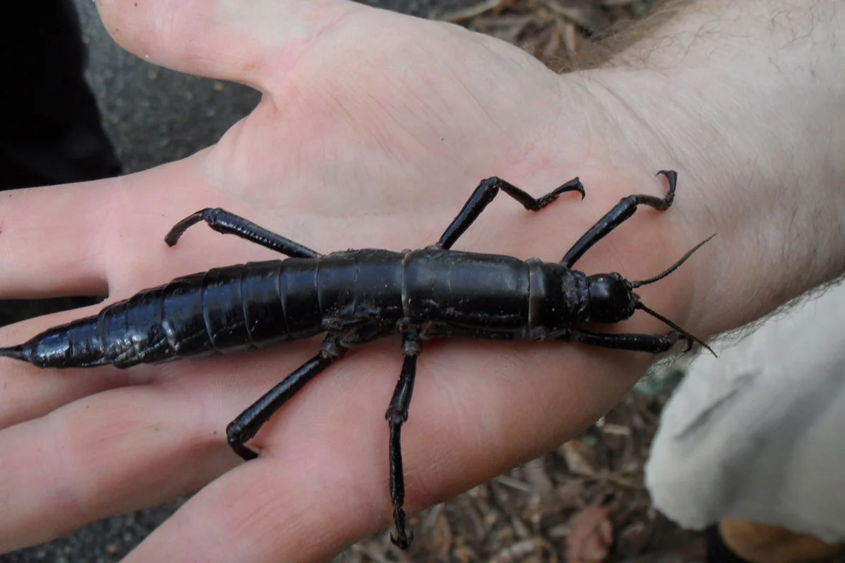 Dryococelus australis