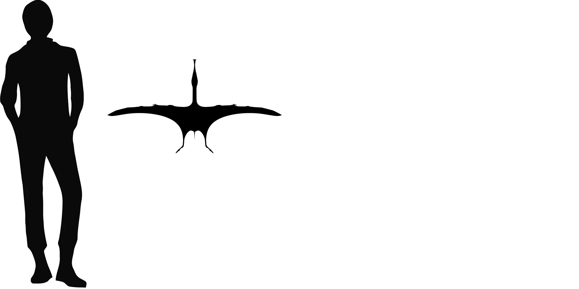Wenupteryx wingspan comparison