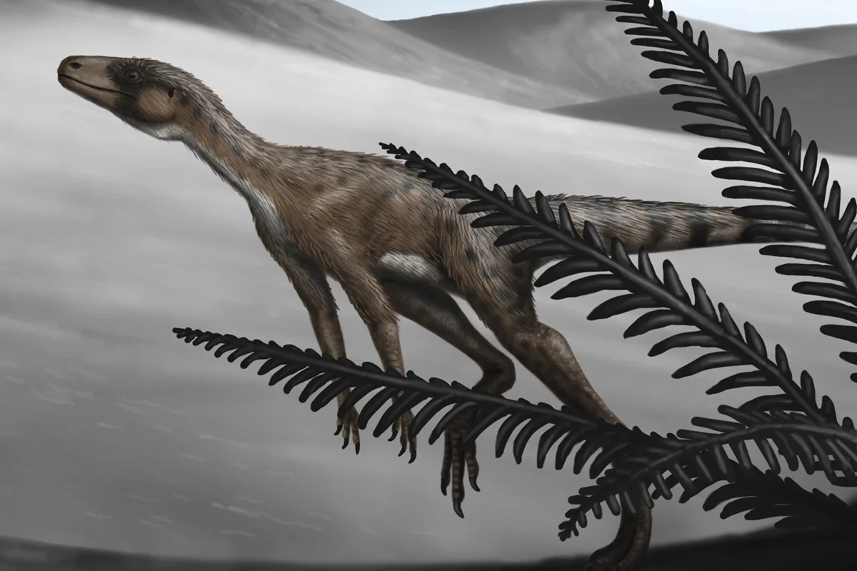 Marasuchus