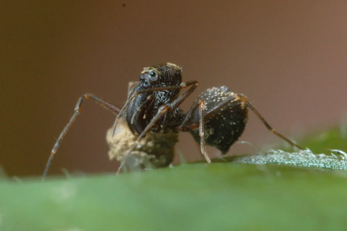 Afrarchaea sp