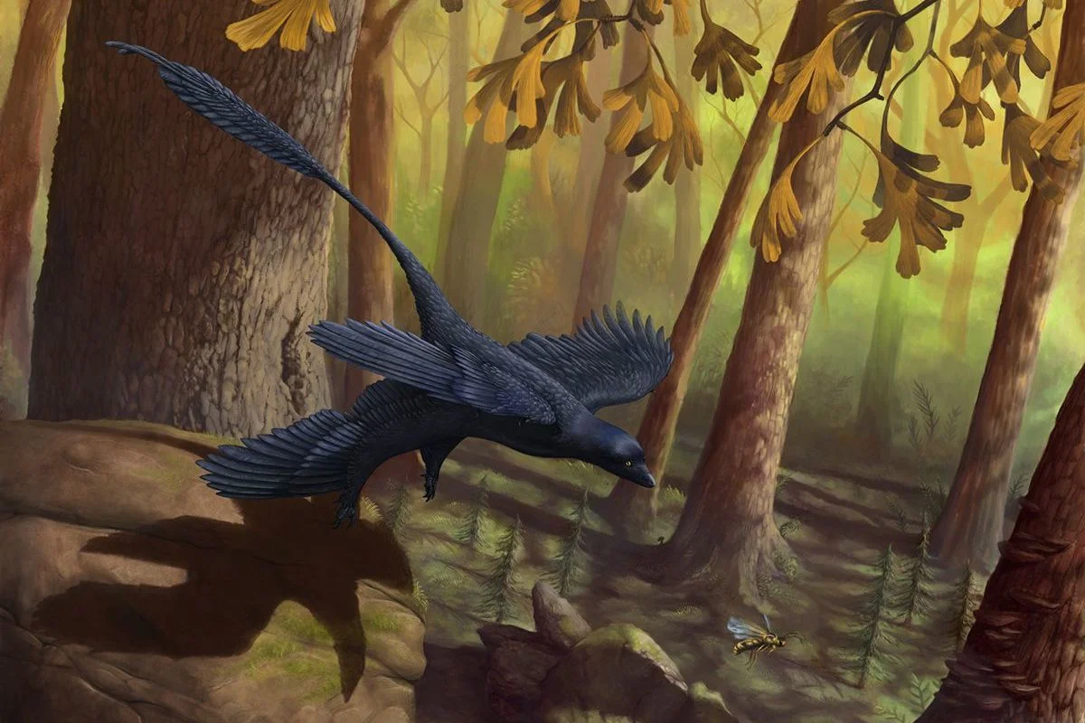 Microraptor