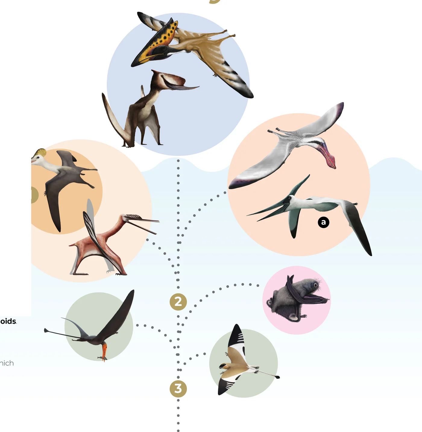 Pterosaurs, not pterodactyls