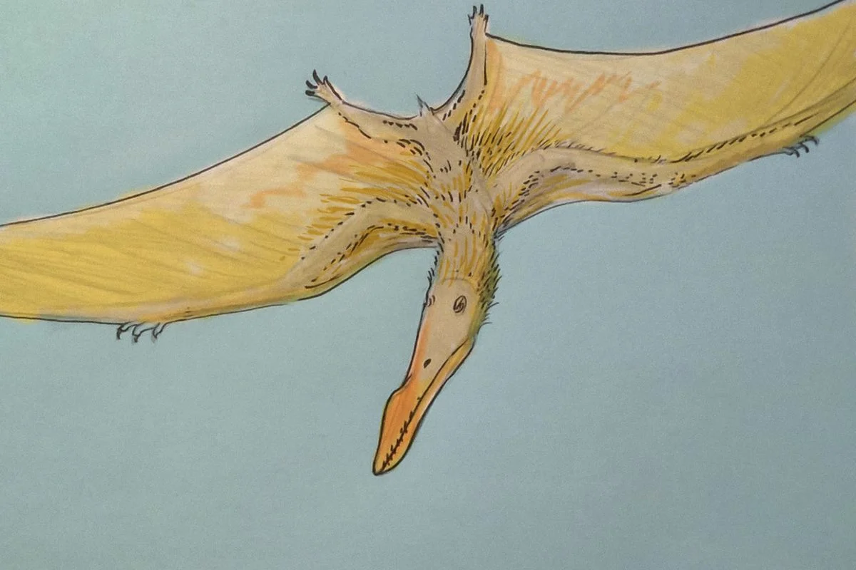 Cimoliopterus