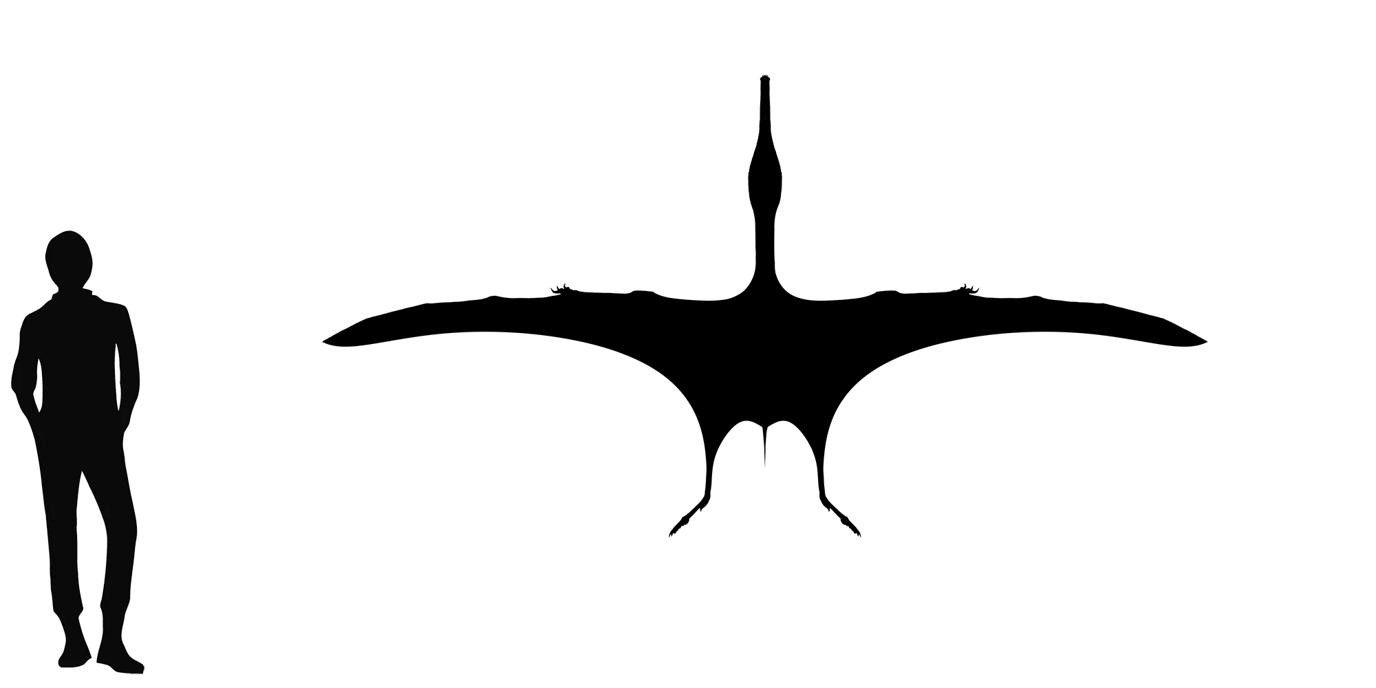Kepodactylus wingspan comparison