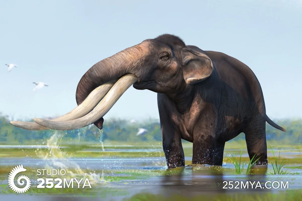 Stegodon sp.