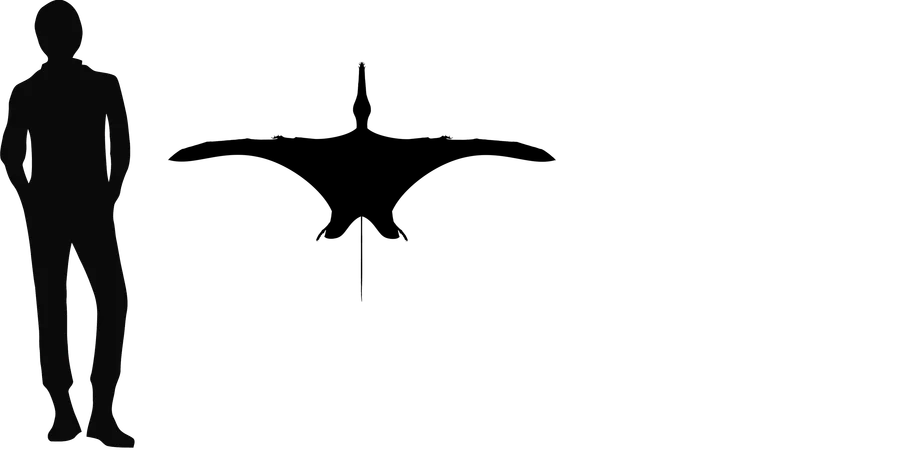 Angustinaripterus wingspan comparison