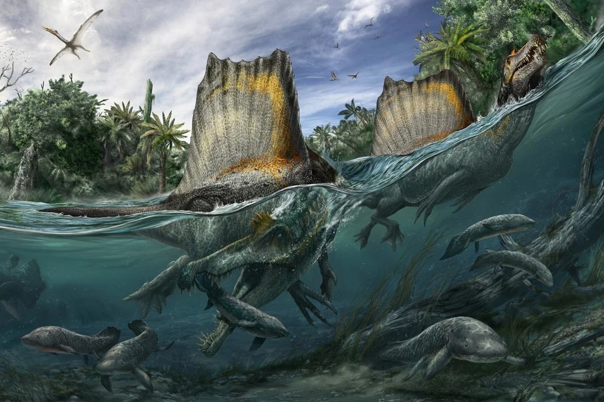 Spinosaurus aegyptiacus based on Sereno