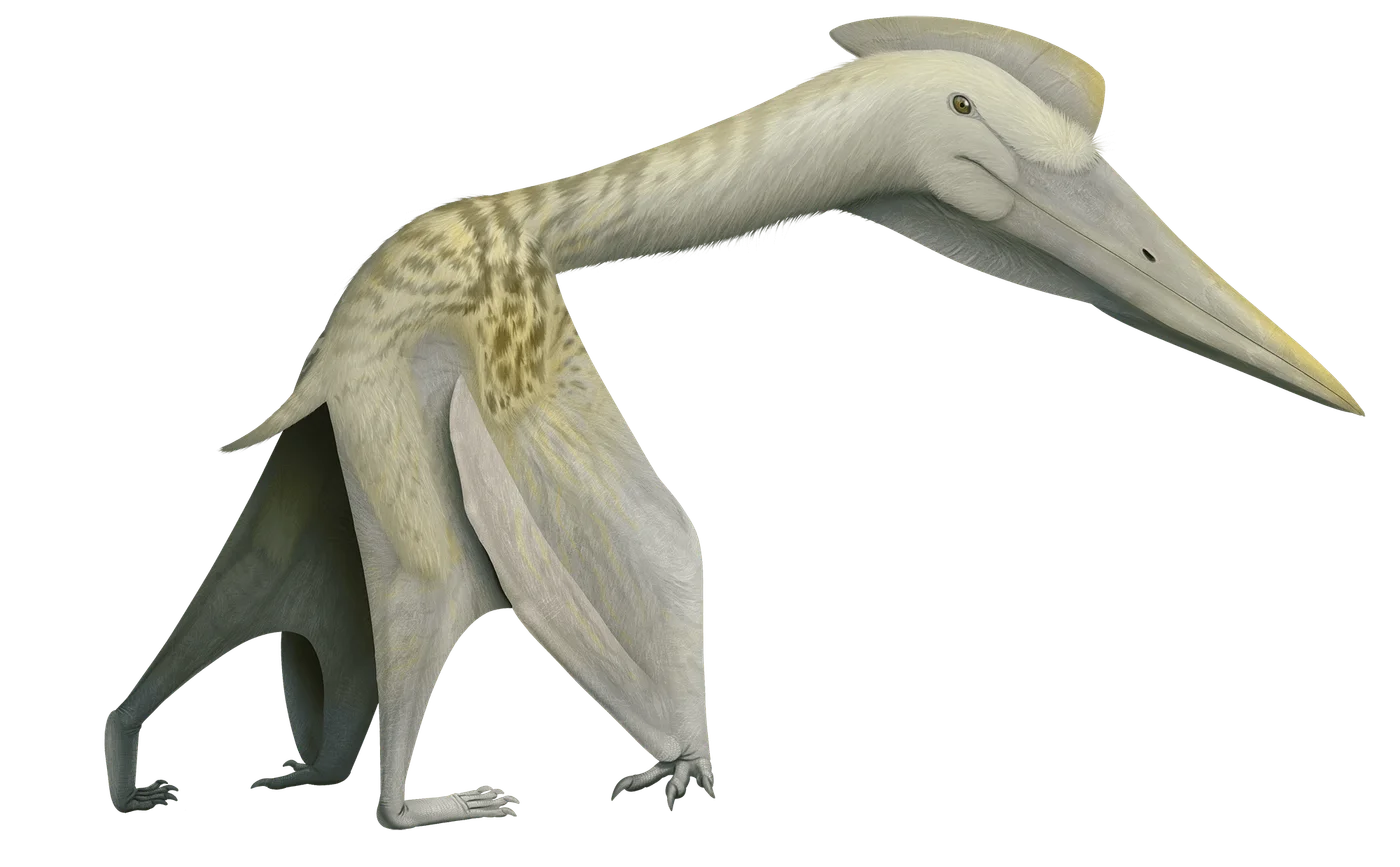 Padrillo Pterosaur