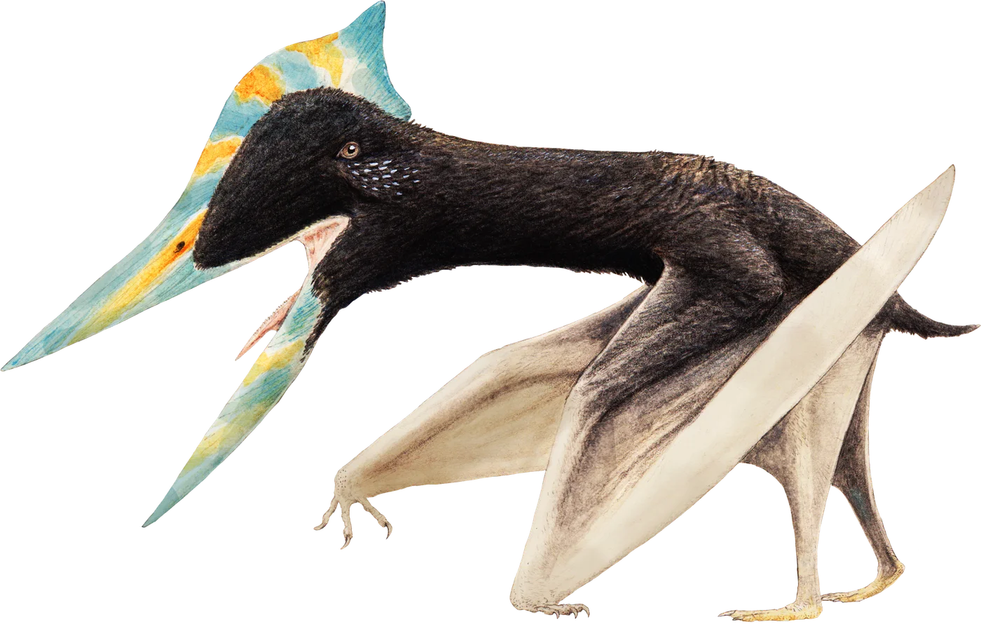Shenzhoupterus