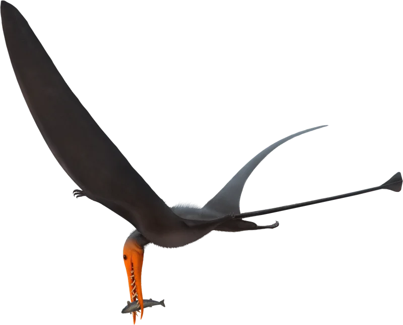 Rhamphorhynchus