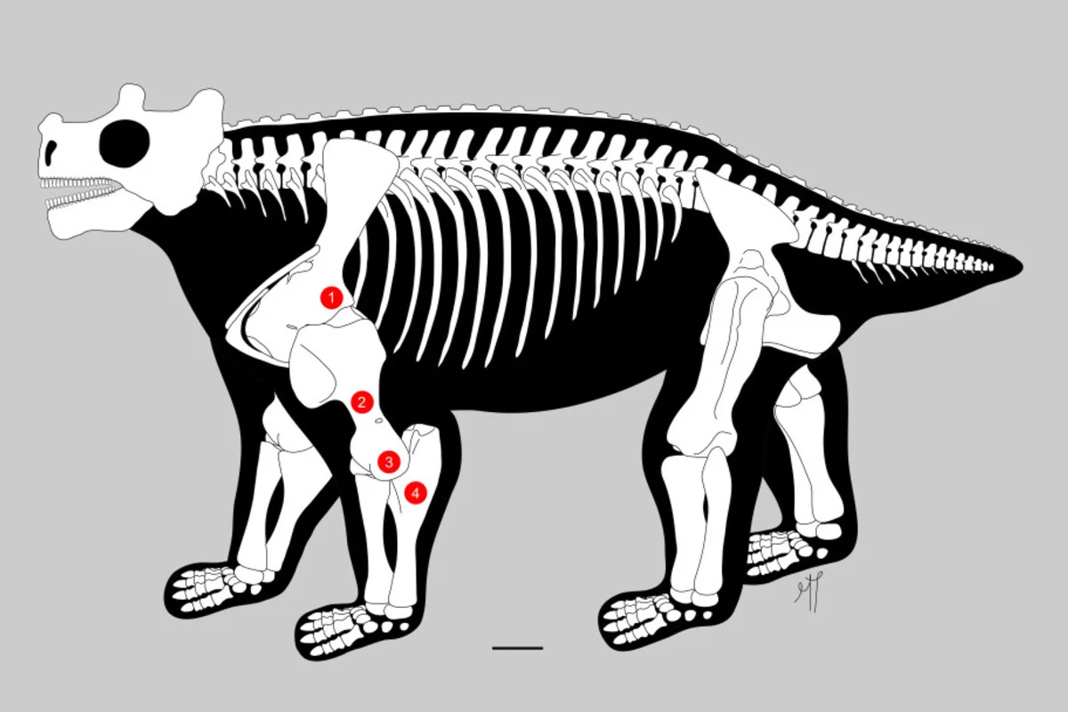 Bunostegos Skeleton