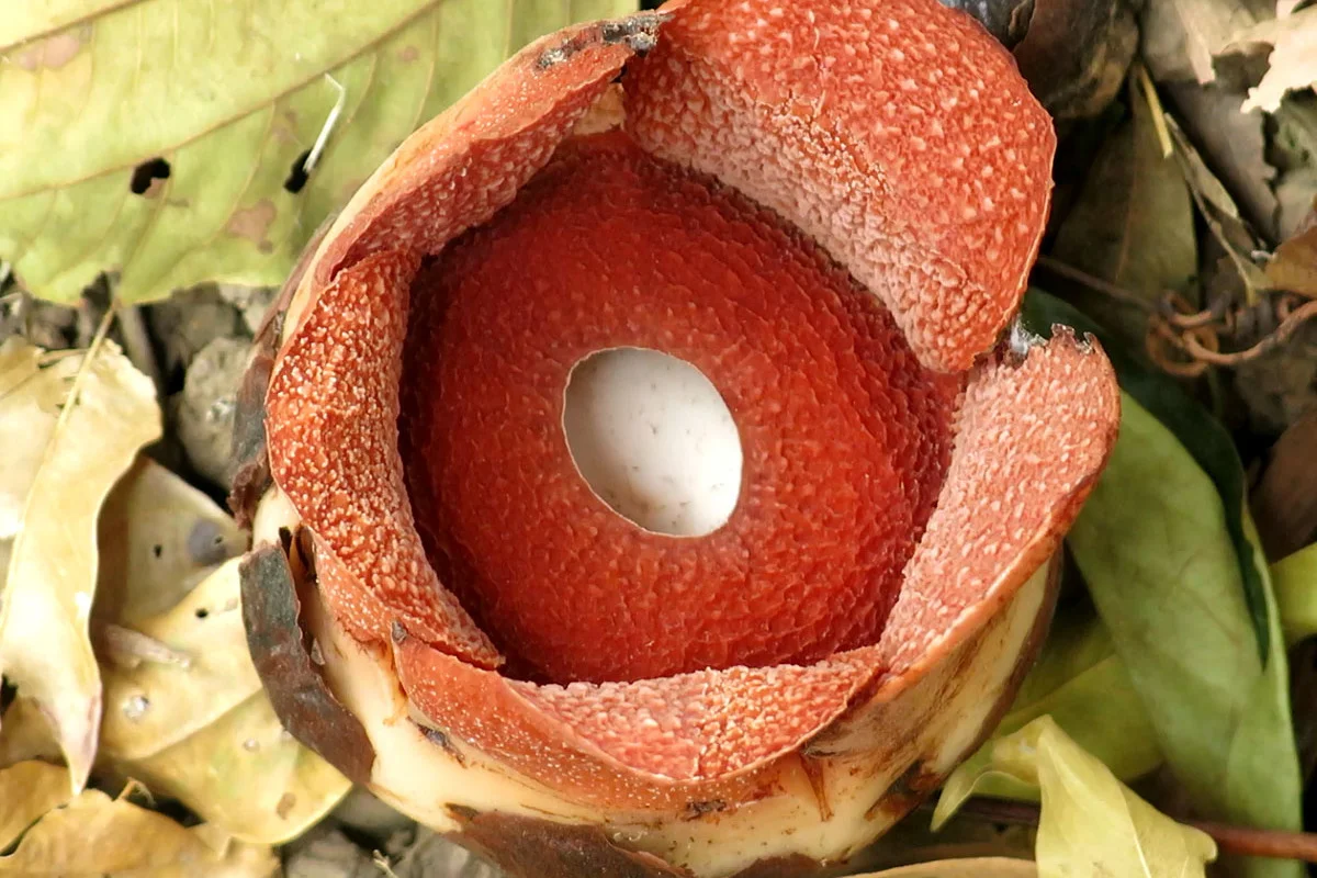 Rafflesia consueloae