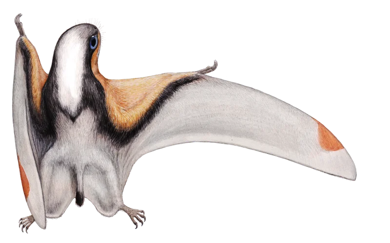 Dendrorhynchoides