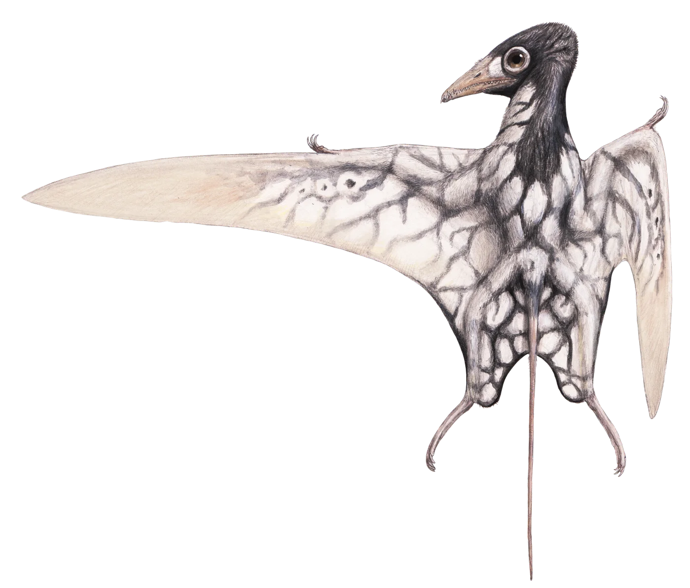 Arcticodactylus