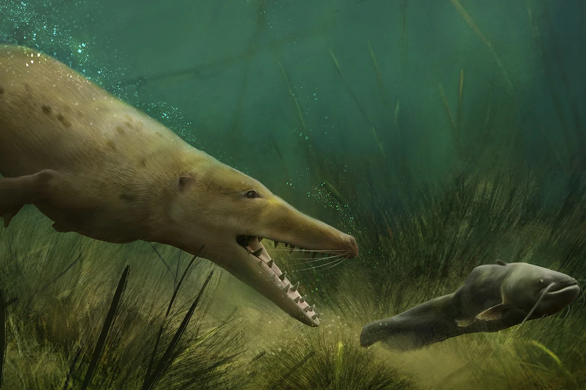 Ambulocetus hunting fish