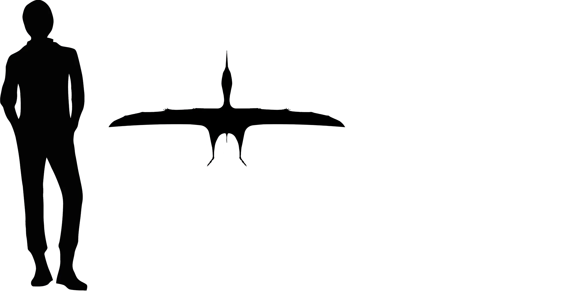 Huaxiapterus wingspan comparison