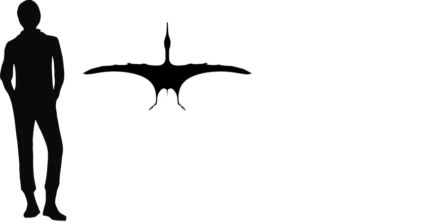 Aurorazhdarcho wingspan comparison