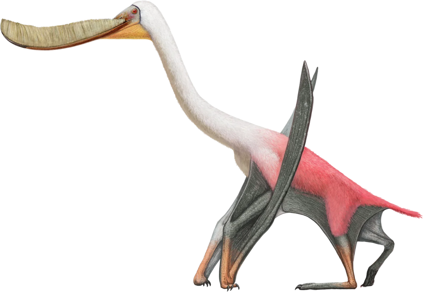 Pterodaustro