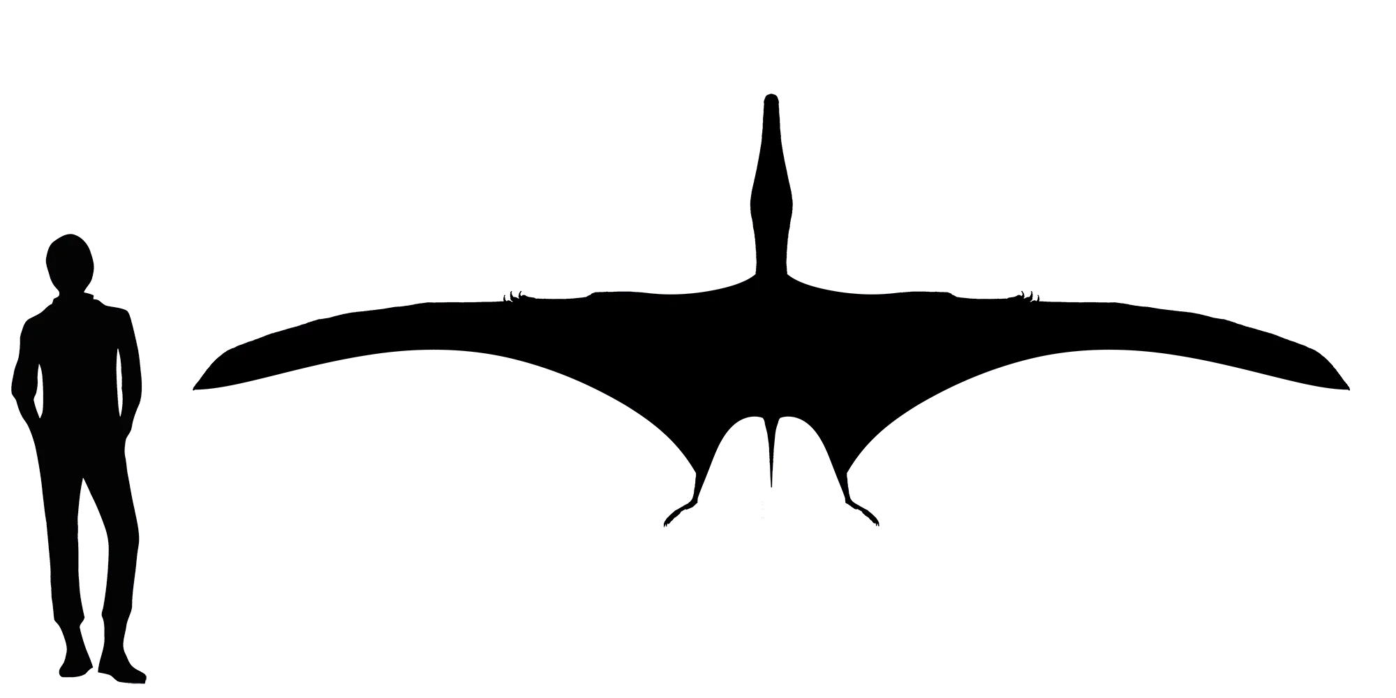 Istiodactylus wingspan comparison