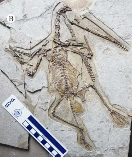 Darwinopterus fossil of a female preserved together with her egg