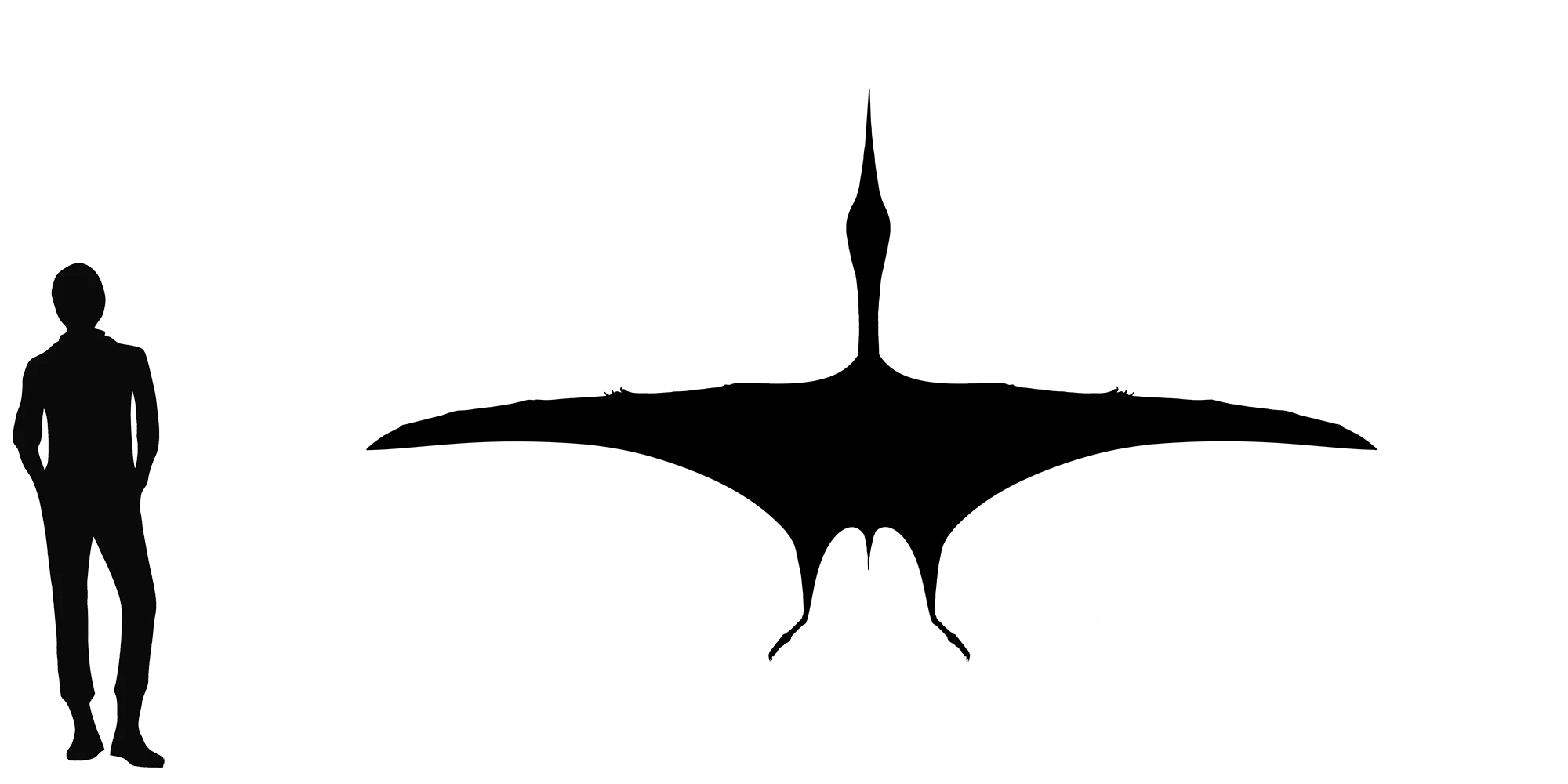 Montanazhdarcho wingspan comparison