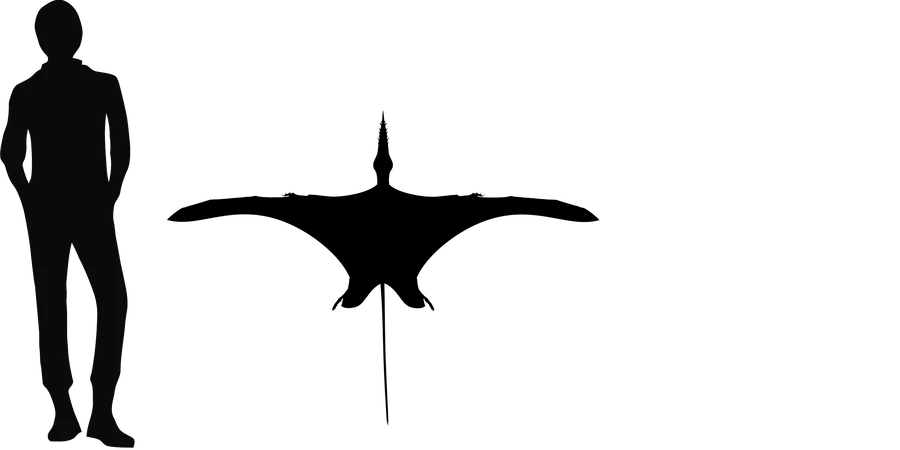 Rhamphorhynchus wingspan comparison