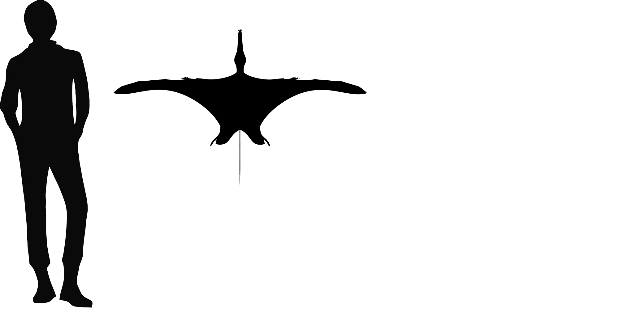 Pterorhynchus wingspan comparison