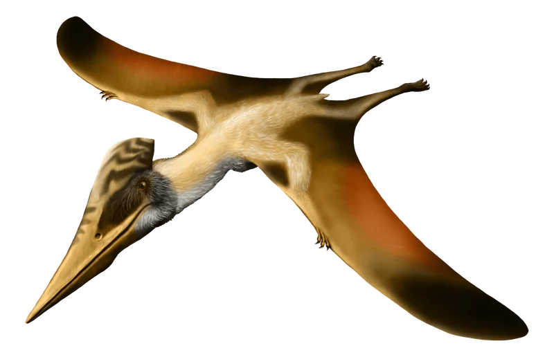 Ornithostoma