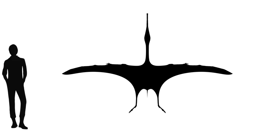Elanodactylus wingspan comparison