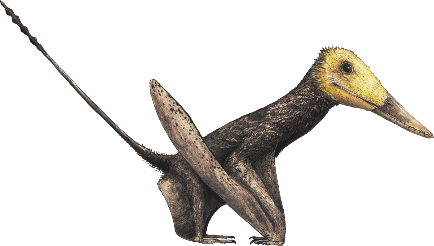 Changchengopterus