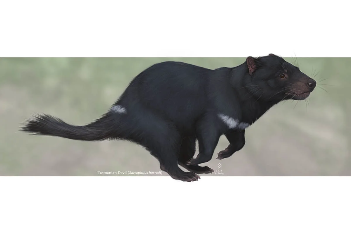 Despite their stocky appearances, Tasmanian devils can be quite agile.