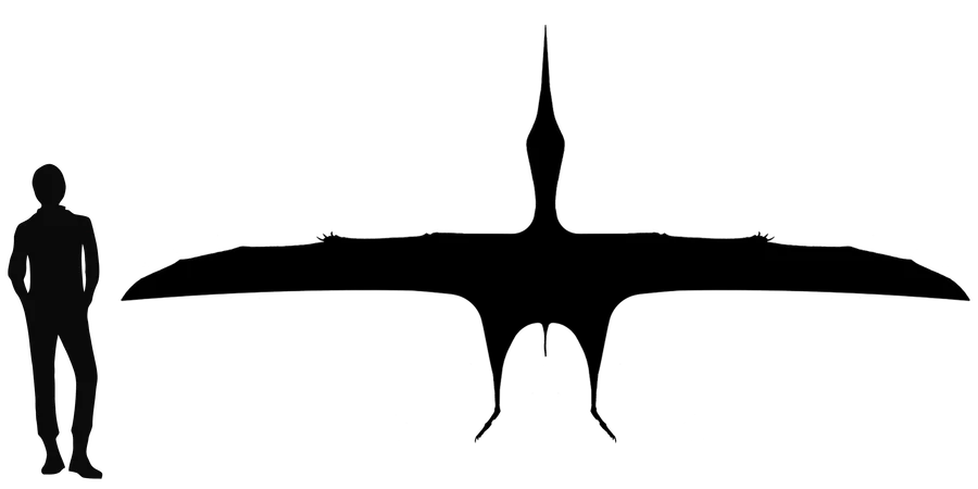 Tupandactylus wingspan comparison