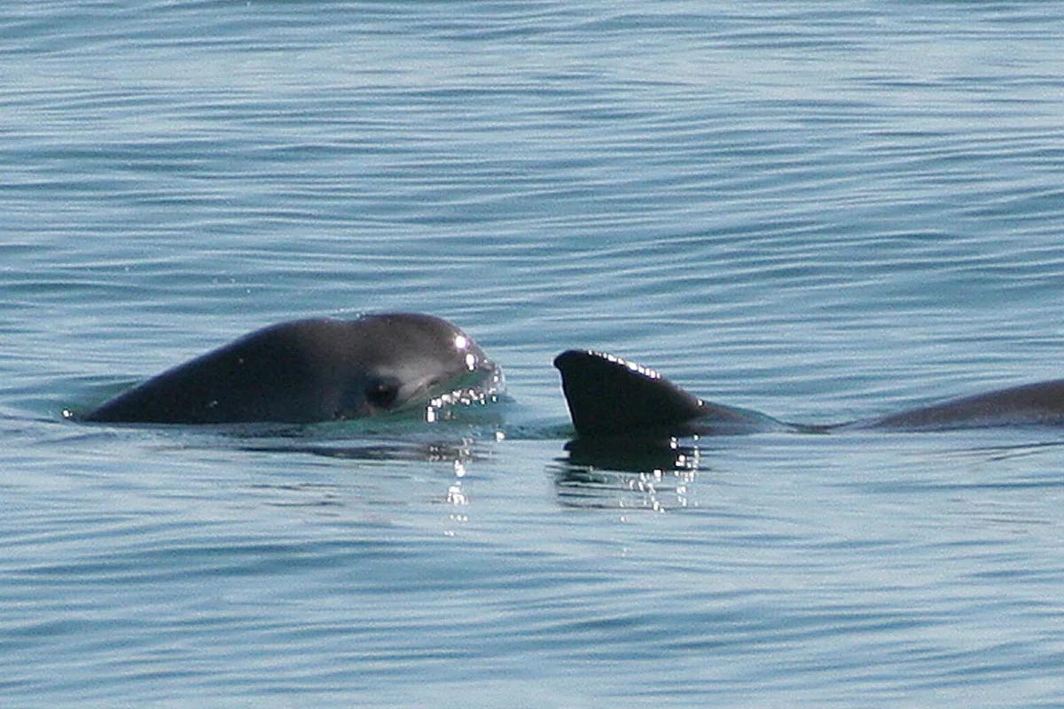 Two vaquitas in the wild