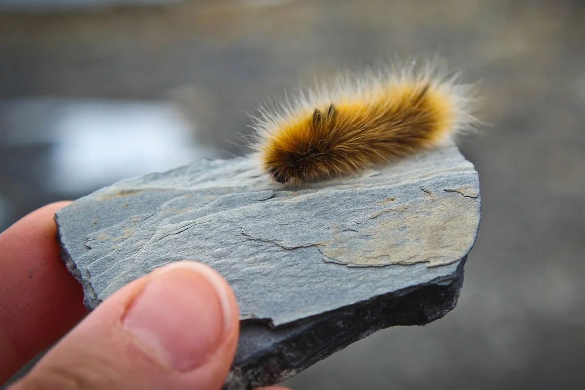 Caterpillar versus photographer