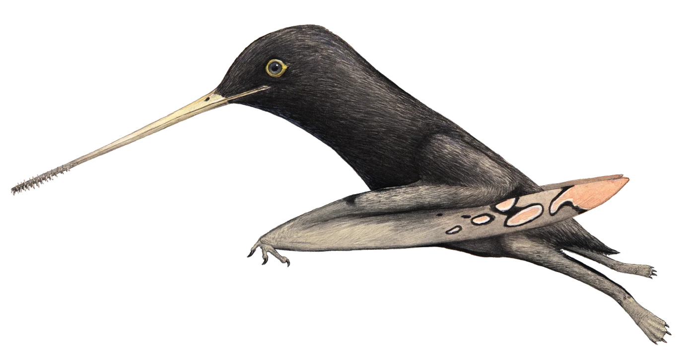 Pangupterus