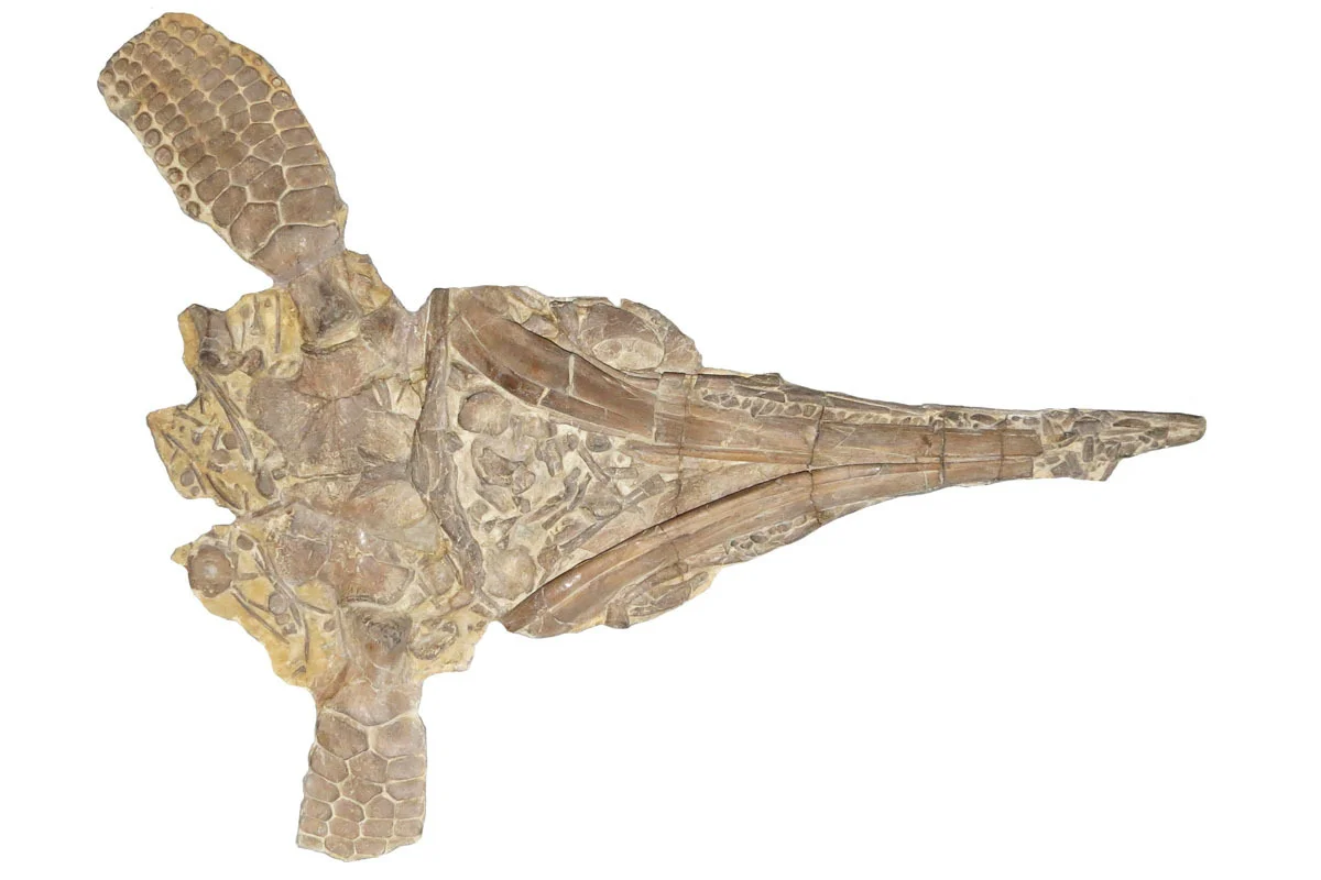 One of the original skeletons of Protoichthyosaurus described by Dr Robert Appleby in 1979 