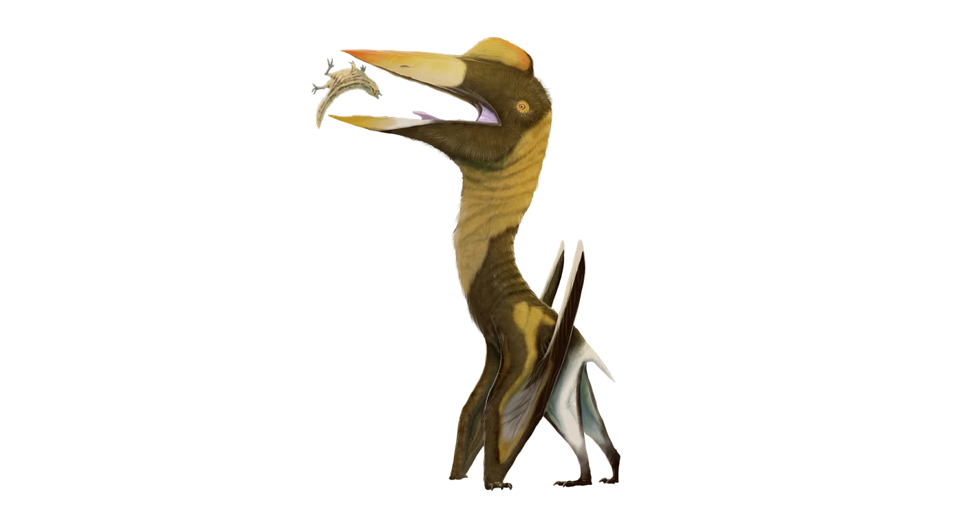 Montanazhdarcho