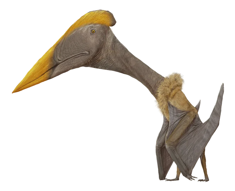 Volgadraco